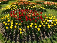 27 April 2018 Tulips, EPFL and Boat